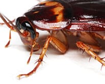 Pest ID image of cockroach