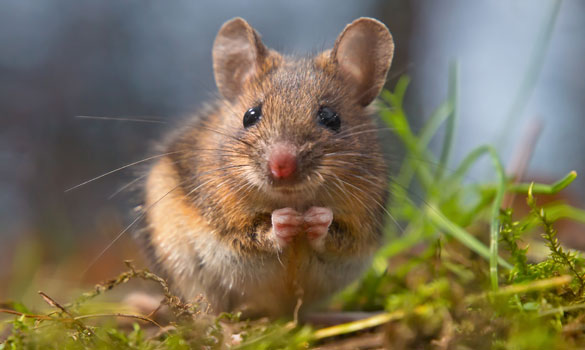 Rodent Control Los Angeles CA