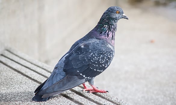 Pigeon