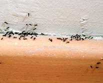 Ant Control Anaheim CA