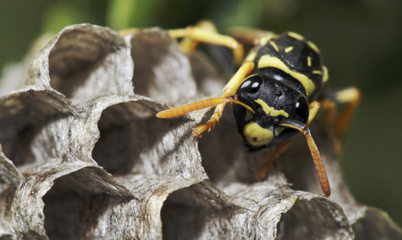 Bee Exterminator in Los Angeles, CA