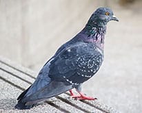 Pest ID photo of pigeon