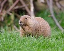 Pest ID image of gopher