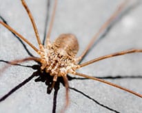 Pest ID image of spider
