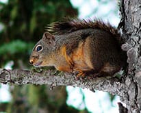 Pest ID image of squirrel