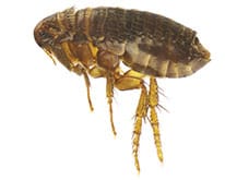 Pest ID image of fleas/ticks