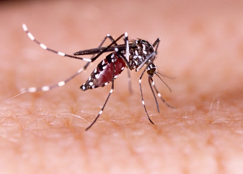 aedes-mosquito-control