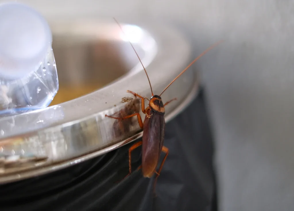 american-cockroach-control