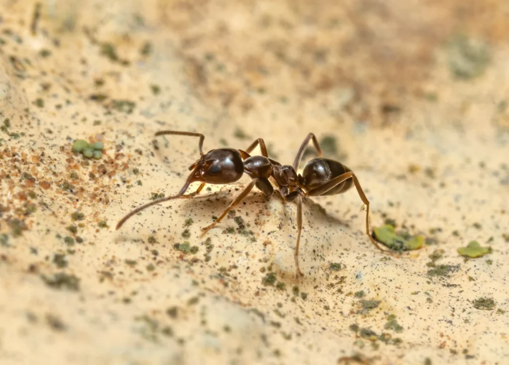 argentine-ant-control