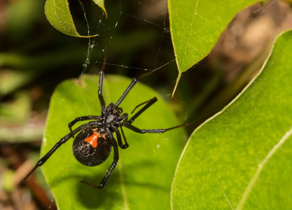 black-widow-spider-control