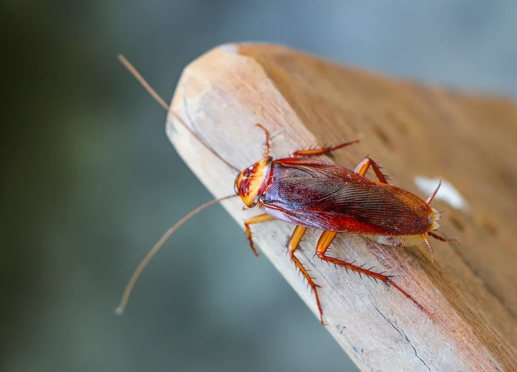 brown-banded-cockroach-control