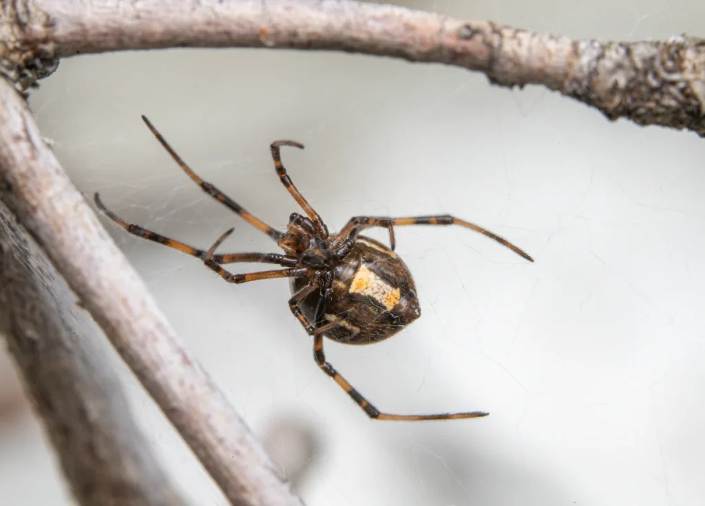 brown-widow-spider-control