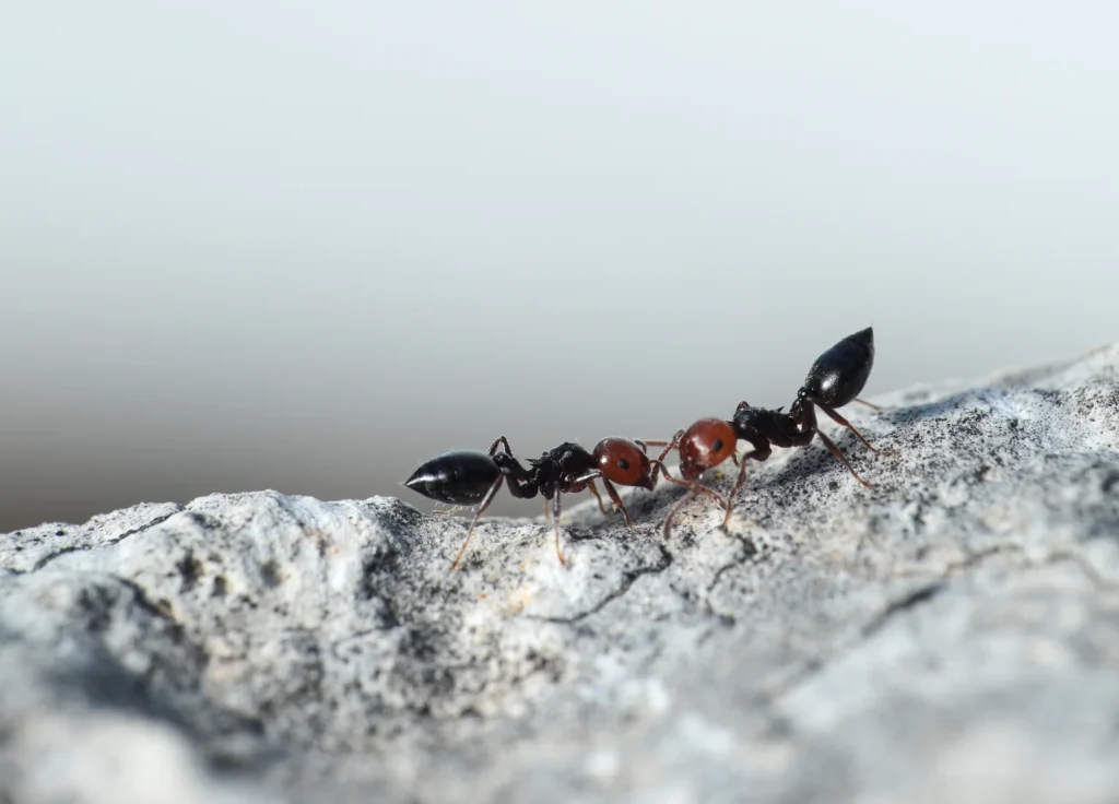 carpenter-ant-control
