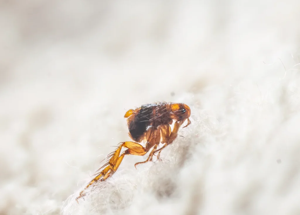 cat-flea-control