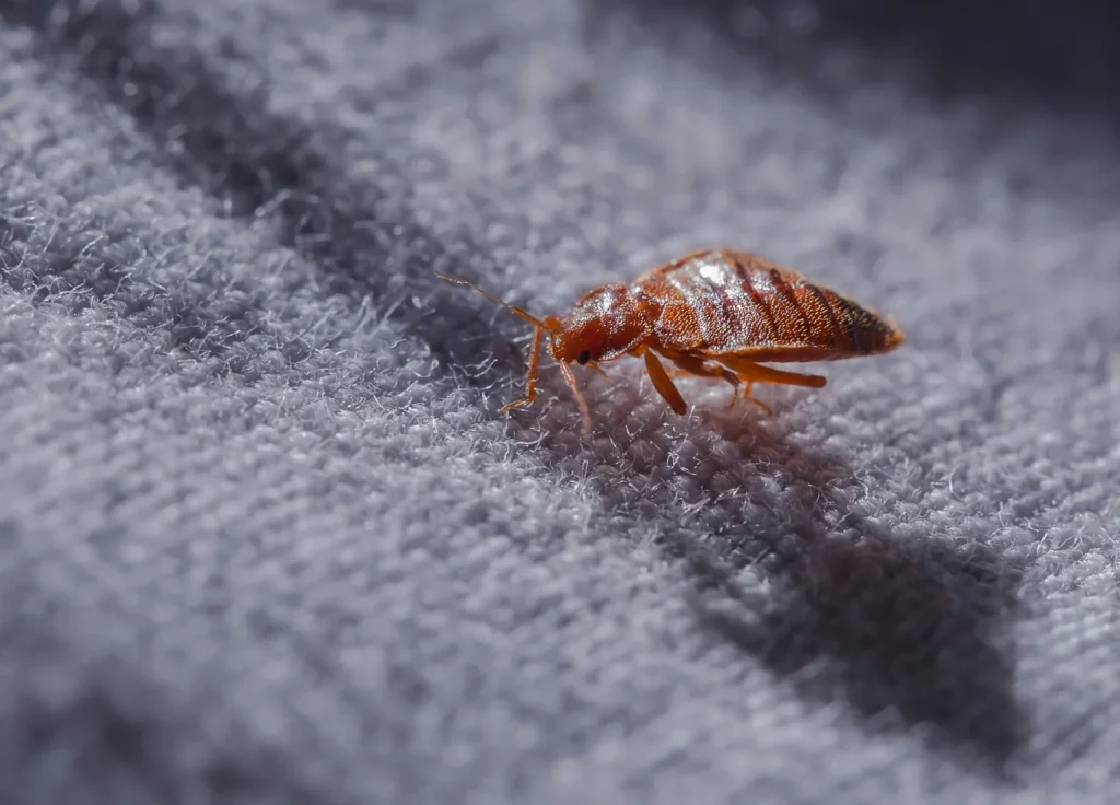 common-bed-bug-control