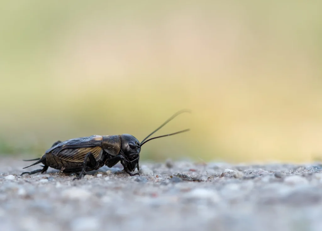field-cricket-control