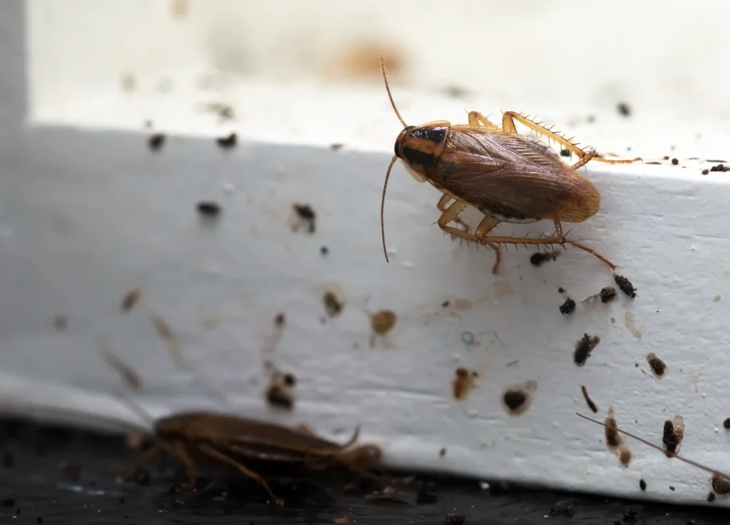 german-cockroach-control
