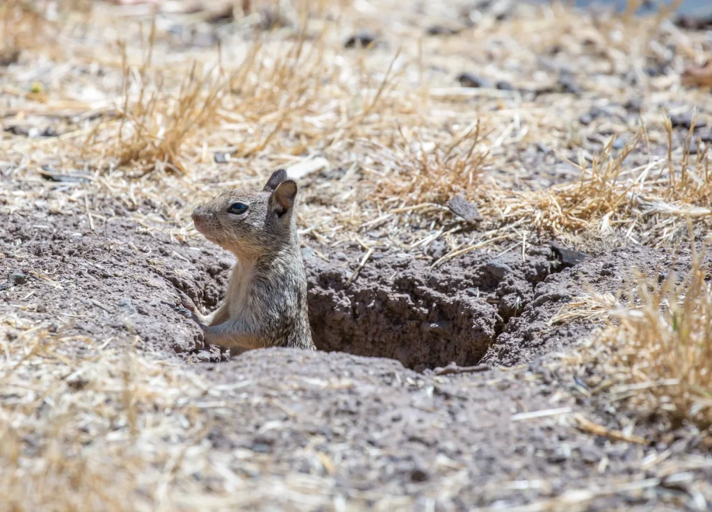 ground-squirrel-control