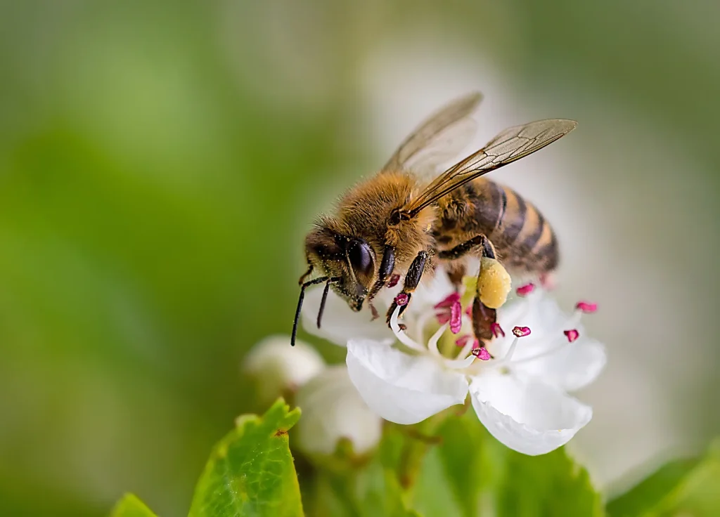 honey-bee-control