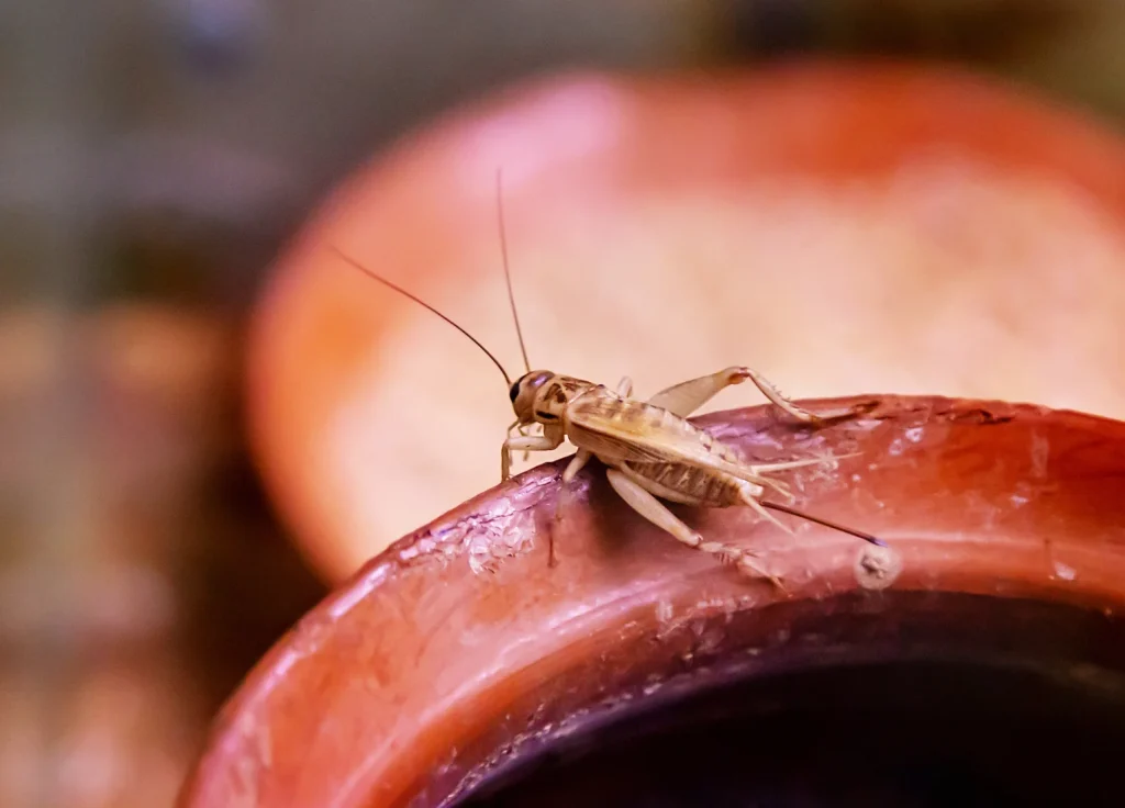 house-cricket-control