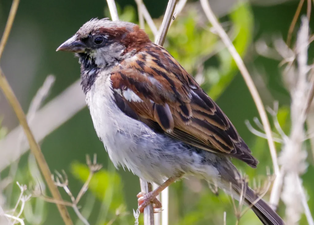 house-sparrow-control