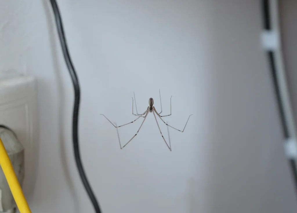 house-spider-control