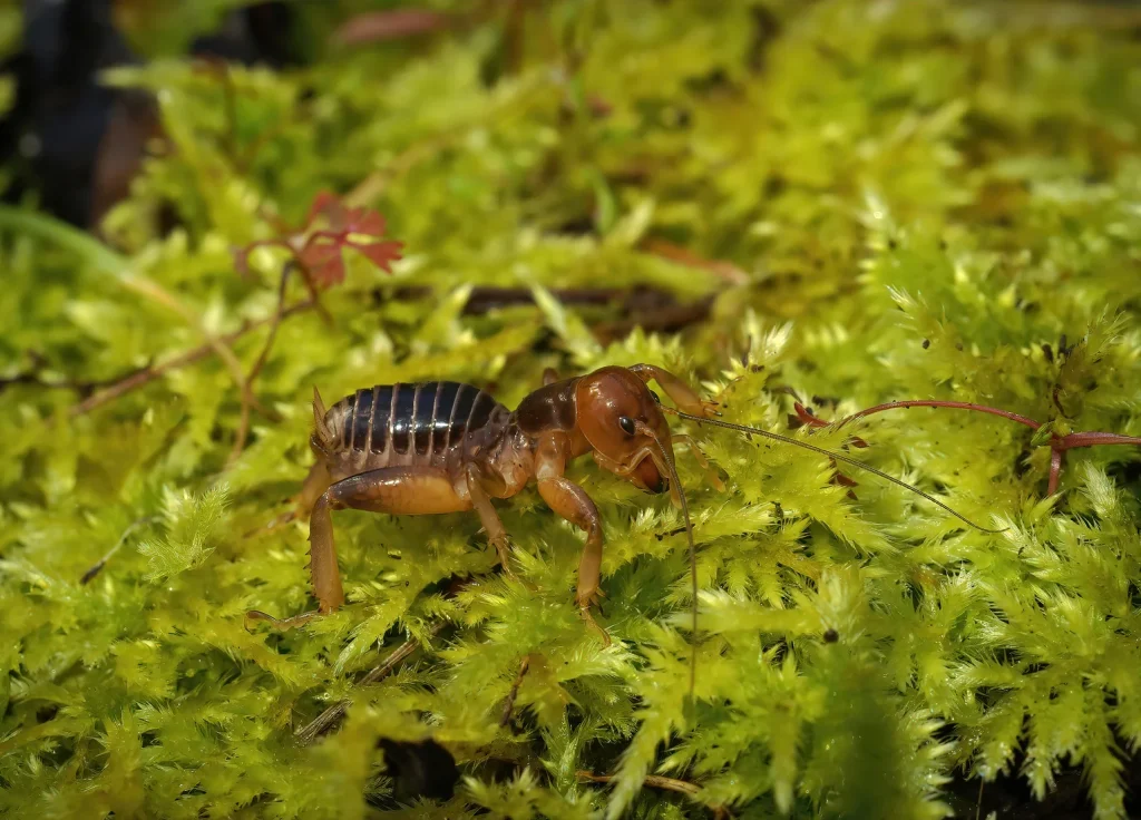 jerusalem-cricket-control