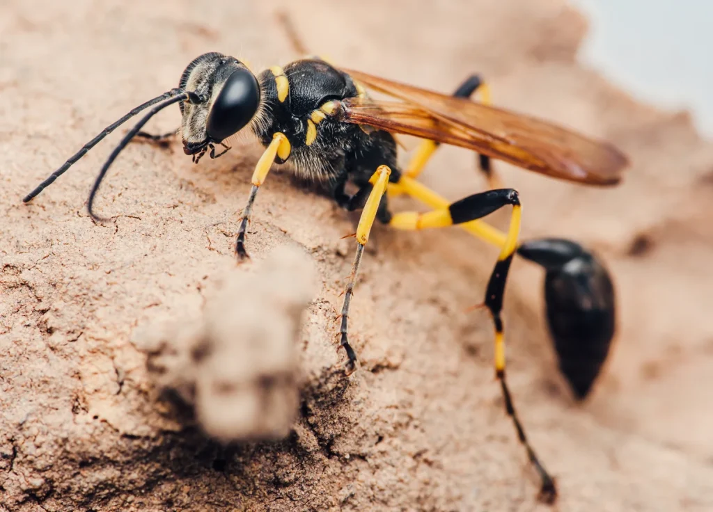 mud-dauber-wasp-control