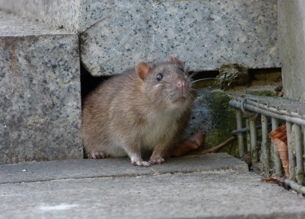 norway-rat-control
