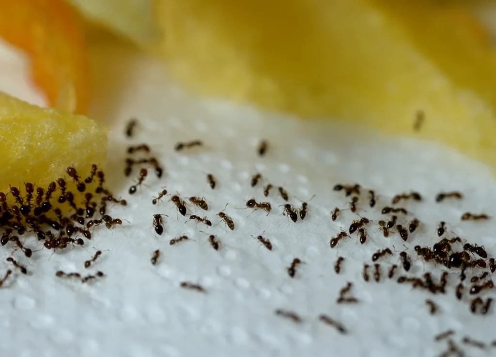 odorous-house-ant-control