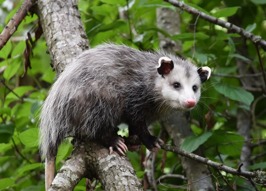 opossum-control
