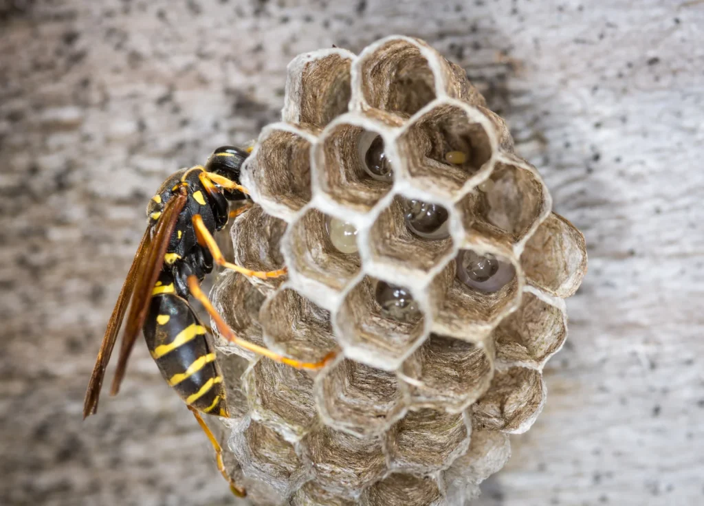 paper-wasp-control