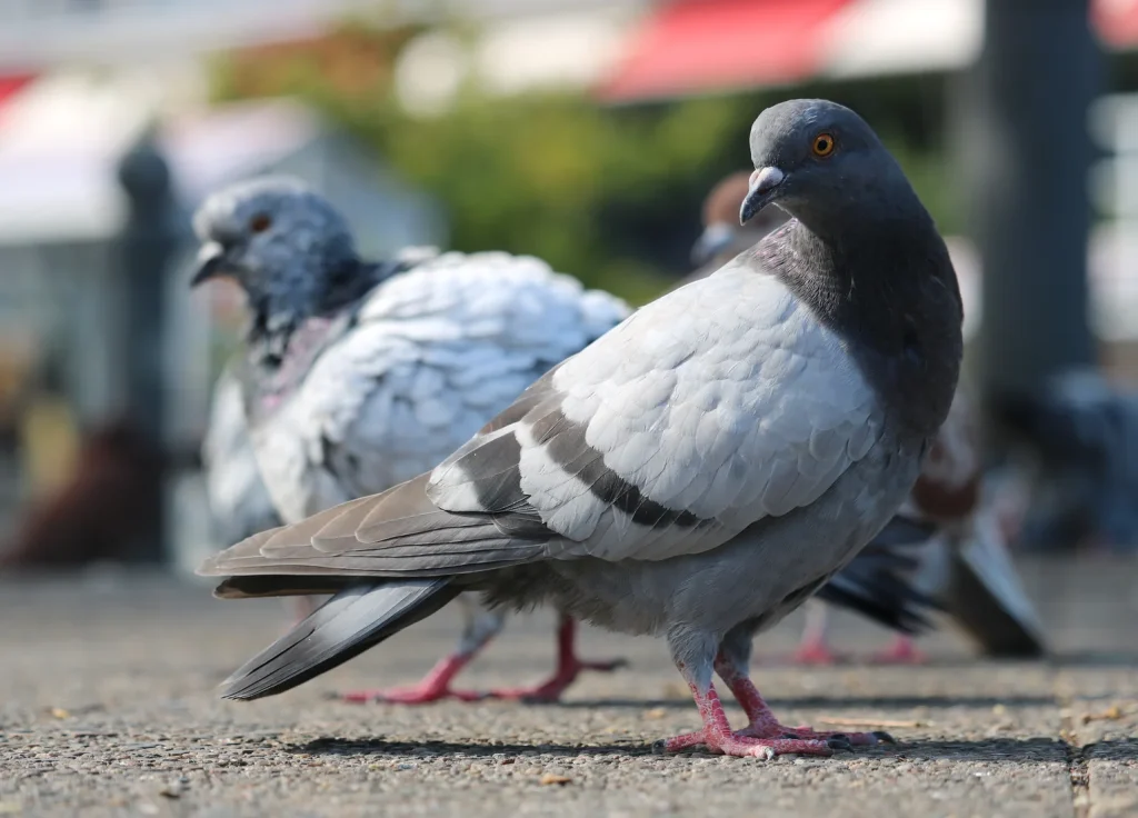pigeon-control