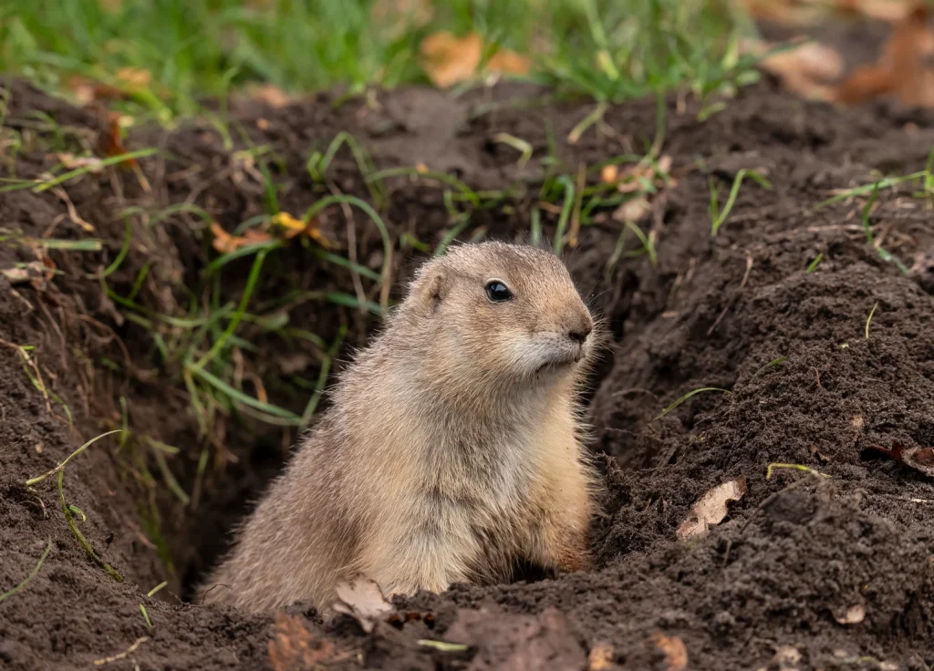 pocket-gopher-control