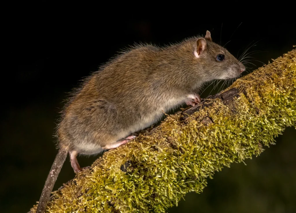 roof-rat-control