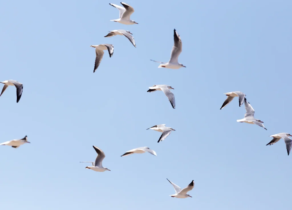 seagull-control