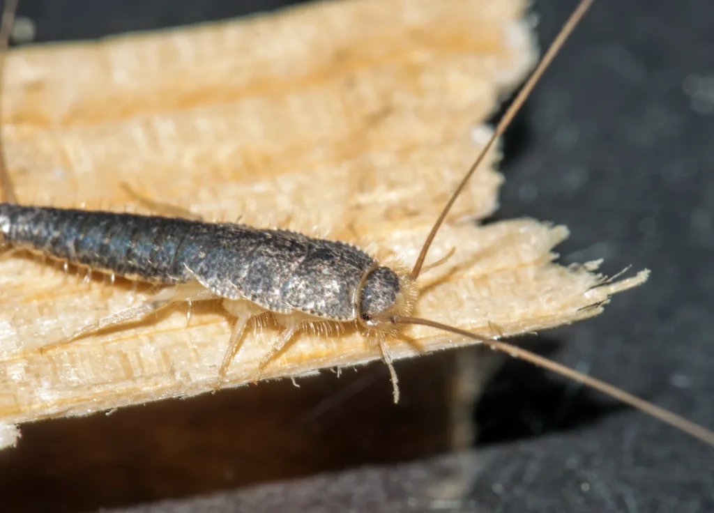 silverfish-control