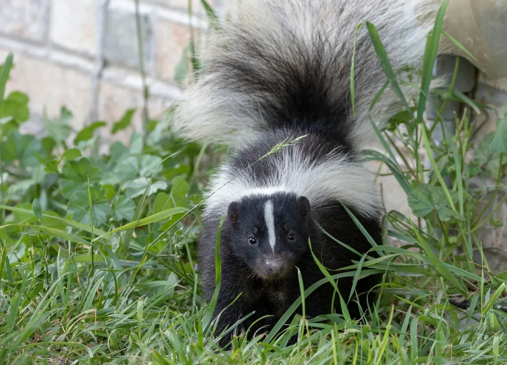 skunk-control