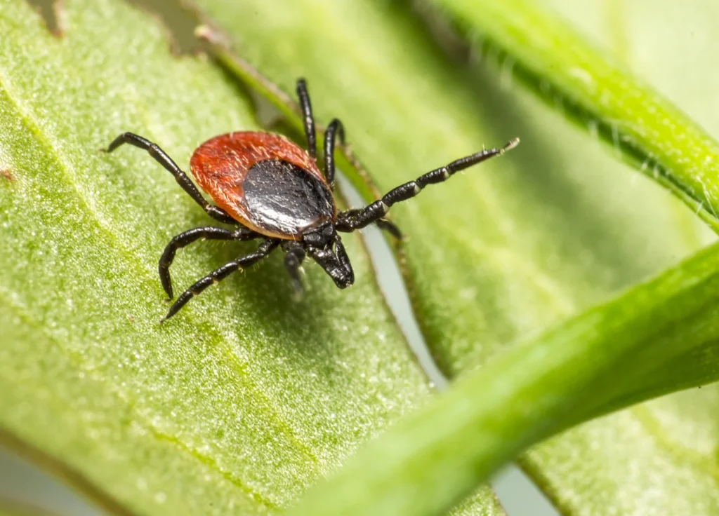 western-blacklegged-tick-control