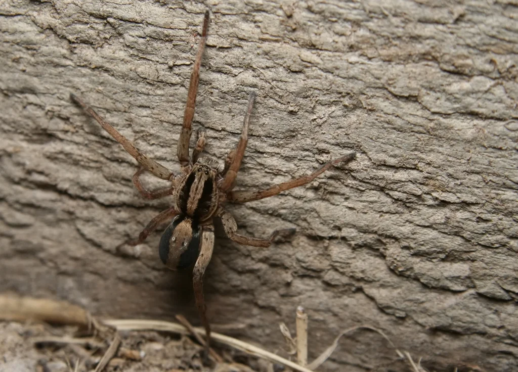 wolf-spider-control