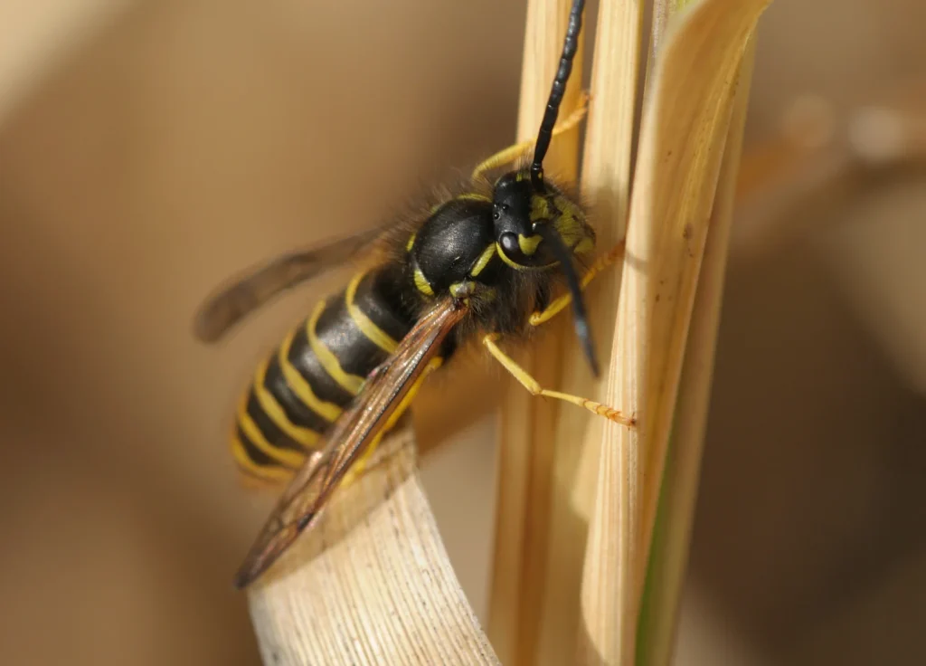yellowjacket-wasp-control