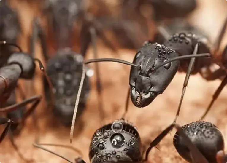 Ants in La - Stanley Pest Control