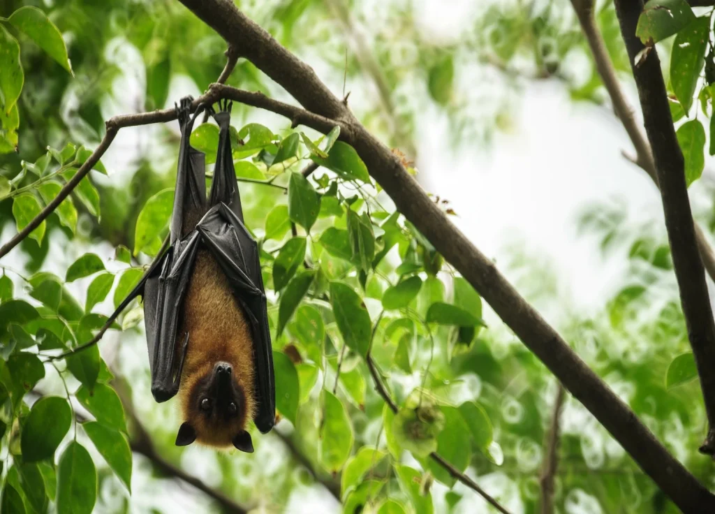 bat-pest-control