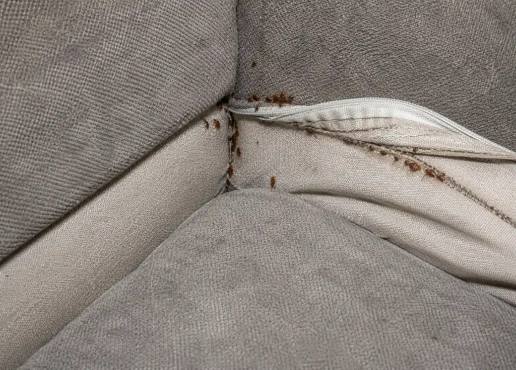 bed-bugs-common-places-upholstered-furniture