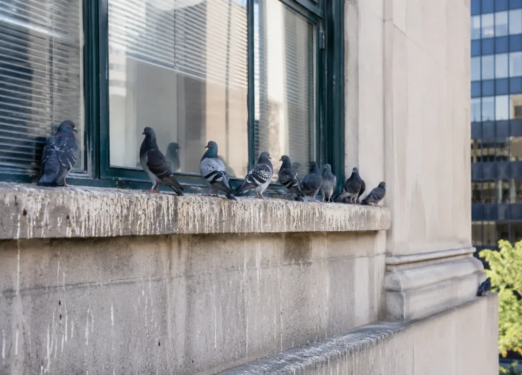 bird-control-common-places-building-ledges-signage