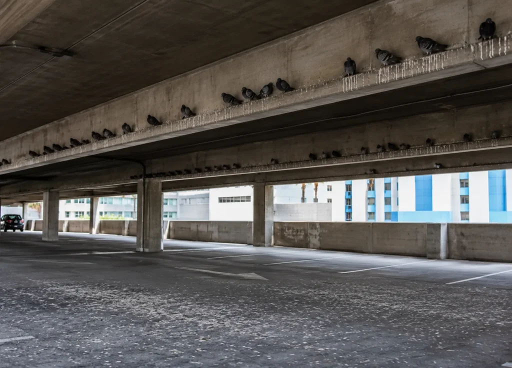 bird-control-common-places-parking-structures