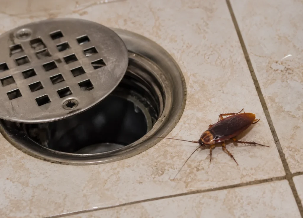 cockroaches-common-places-bathrooms-drains