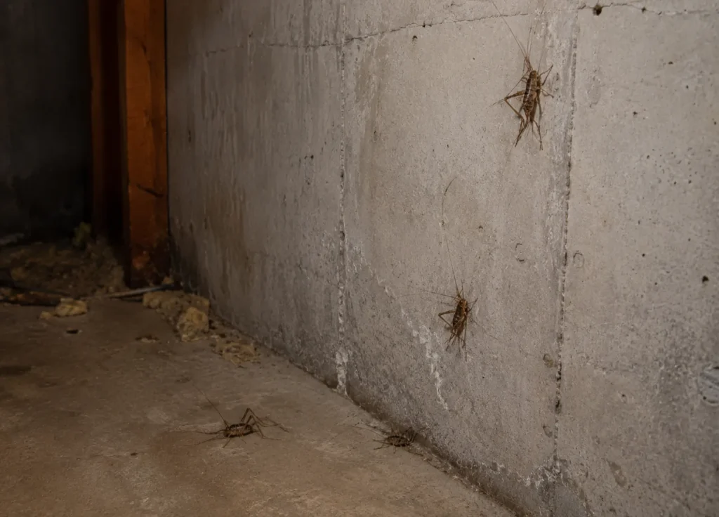 crickets-common-places-basements-crawl-spaces