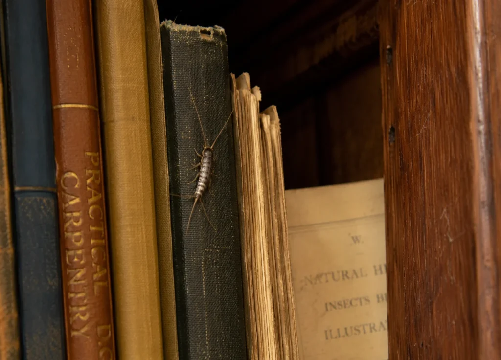 silverfish-earwigs-common-places-bookshelves-paper-storage
