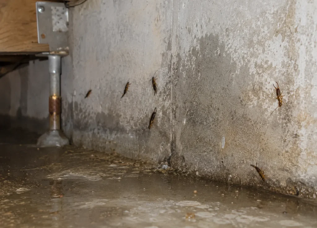 silverfish-earwigs-common-places-crawl-spaces-basements